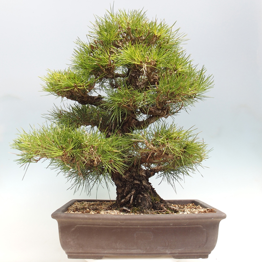 Kültéri bonsai - Pinus thunbergii - Thunberg fenyő