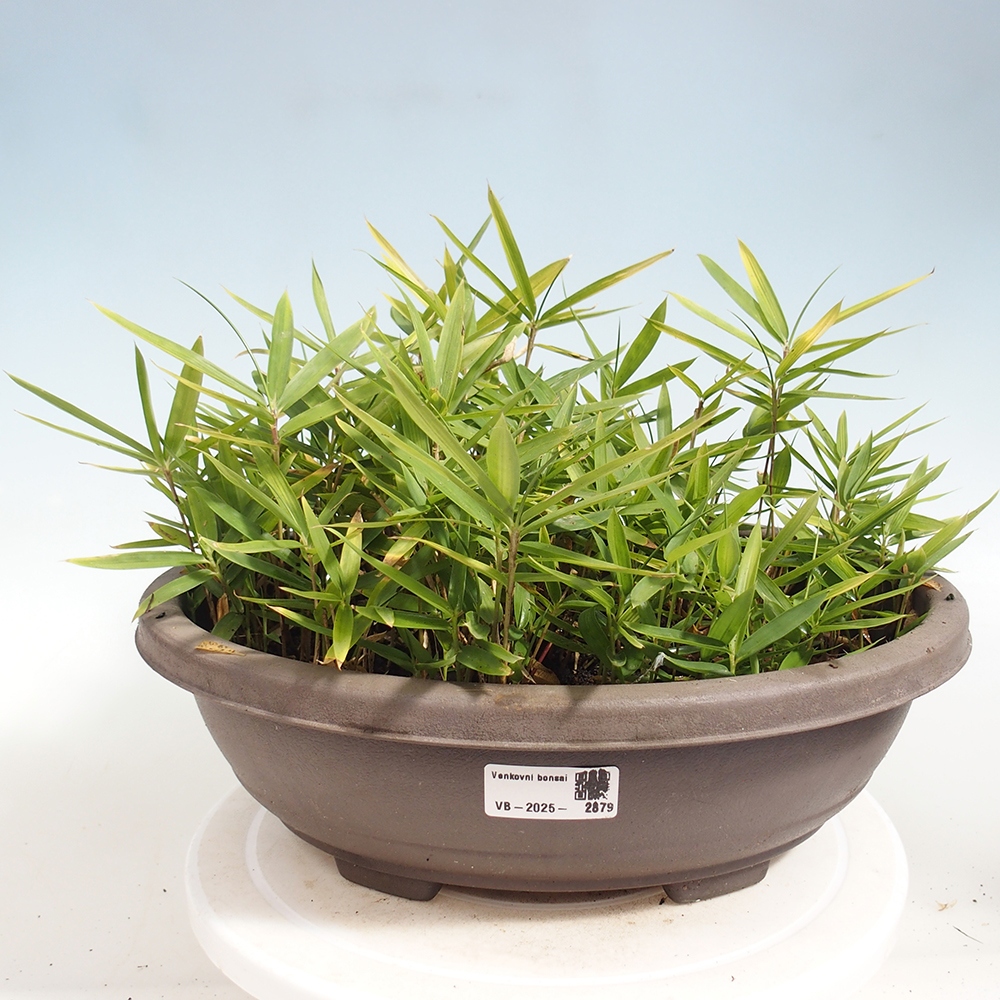 Kültéri bonsai - Pleioblastus argenteostriatus f.pumilus - Törpebambusz