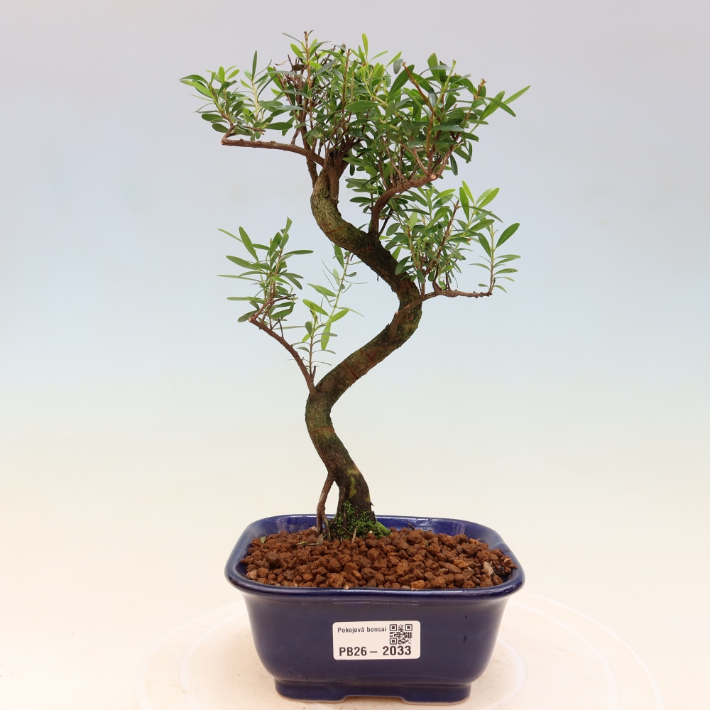 Szobai bonsai - Syzygium - Pimento