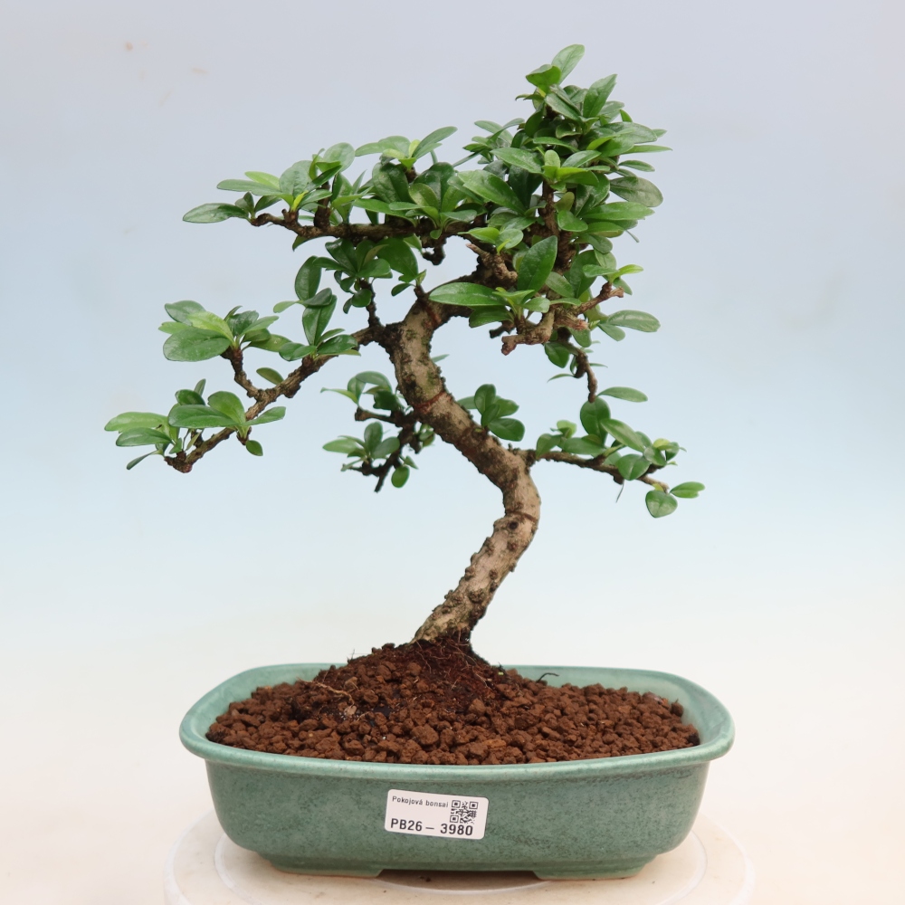 Szobai bonsai - Carmona macrophylla - Tea fuki