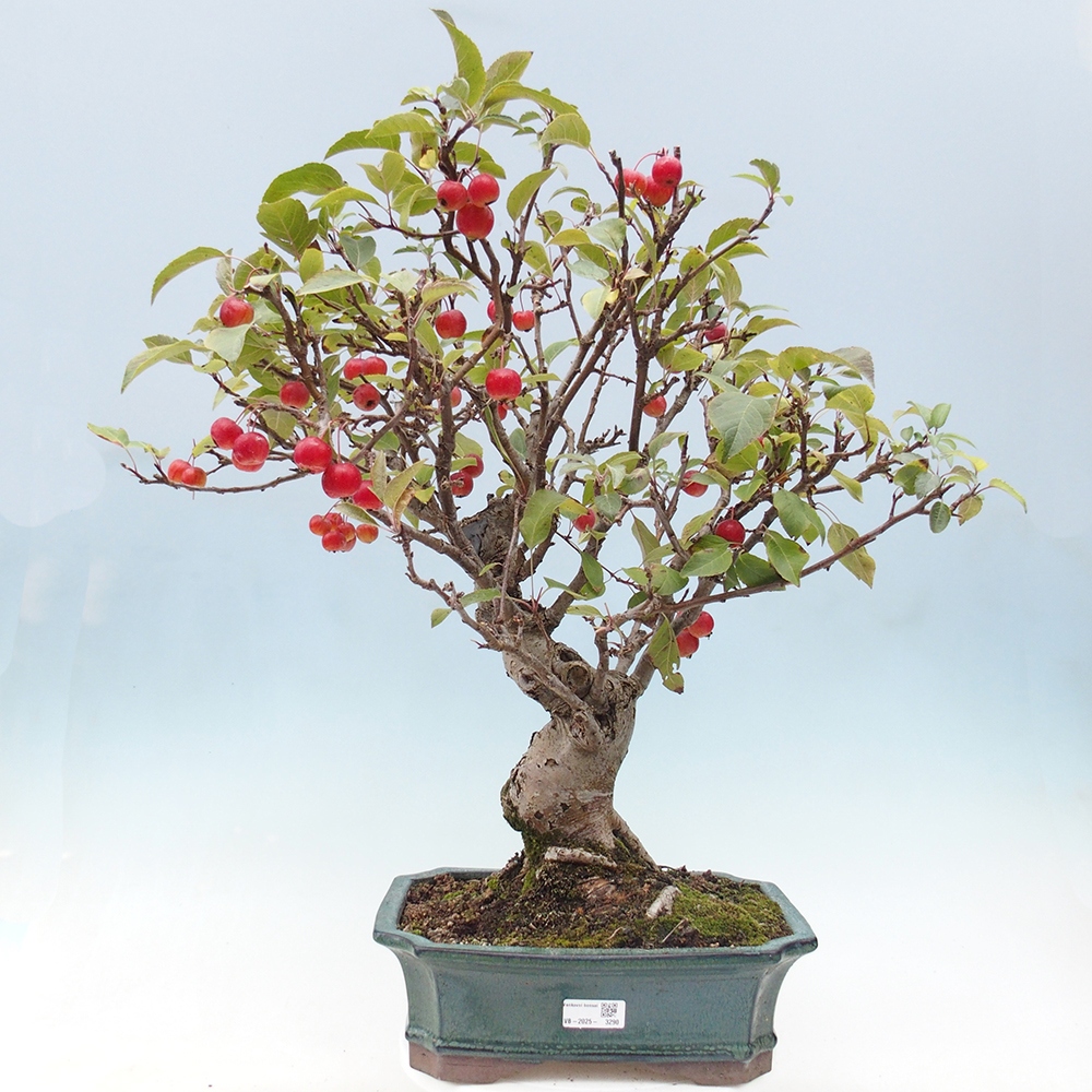 Kültéri bonsai -Malus halliana - Kis gyümölcsű almafa