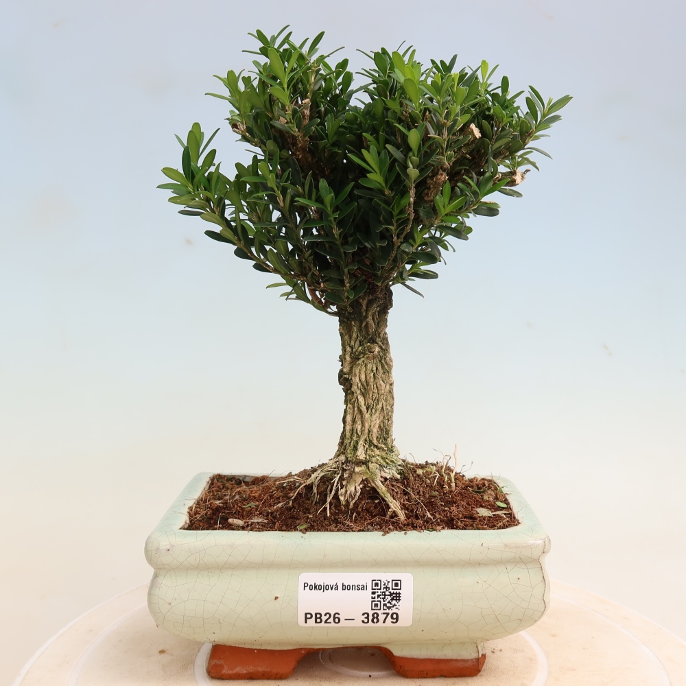 Szobai bonsai - Buxus harlandii - parafa buxus