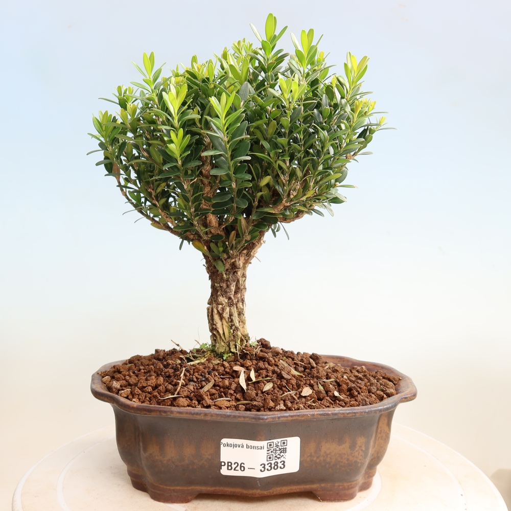 Szobai bonsai - Buxus harlandii - parafa buxus