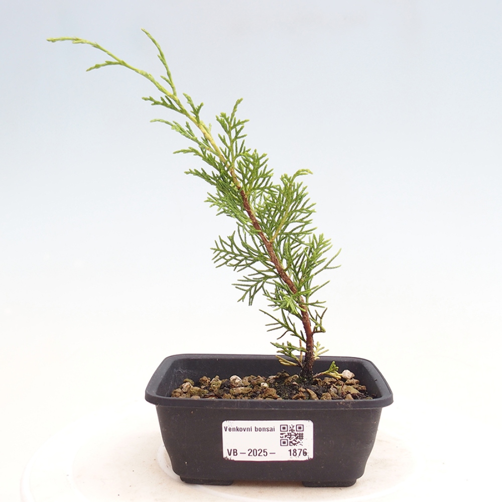 Kültéri bonsai - Juniperus chinensis Itoigawa