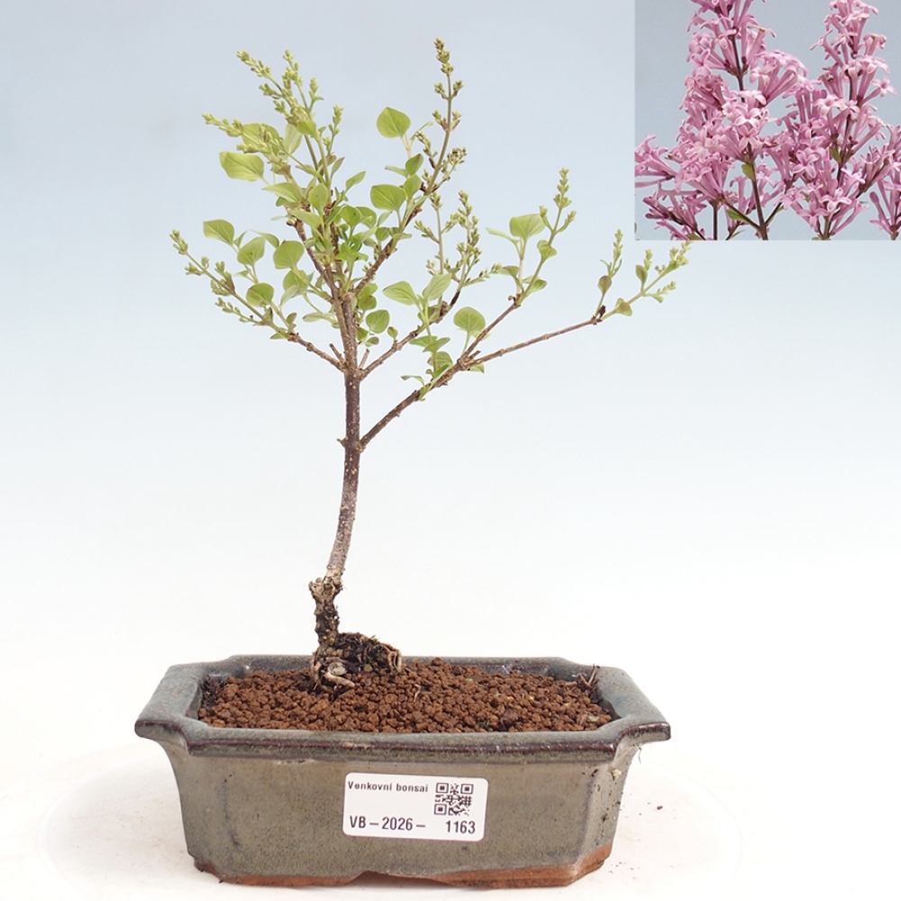 Kültéri bonsai - Syringa Meyeri Palibin - Meyer's Lilac