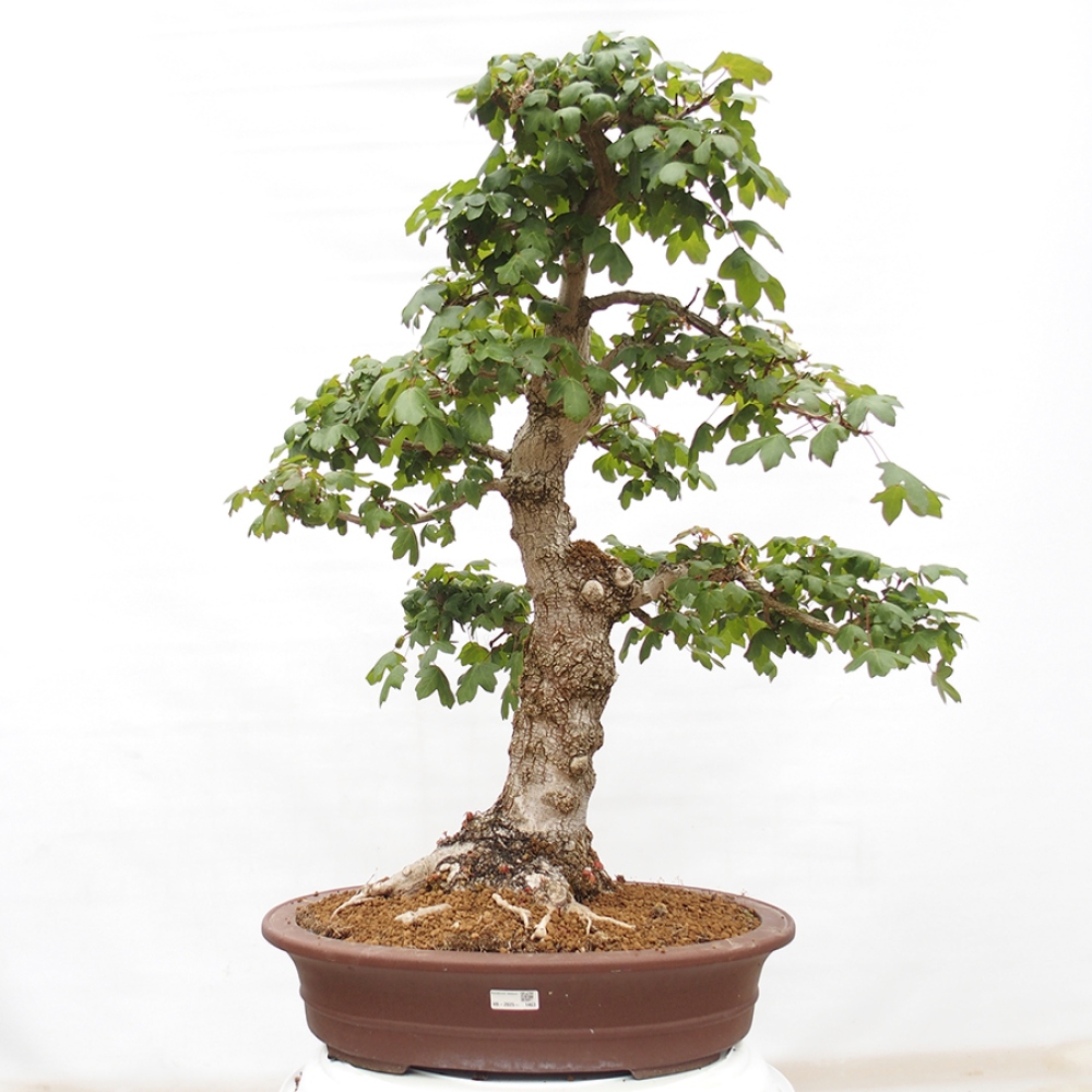 Kültéri bonsai -Javor babyka - Acer campestre