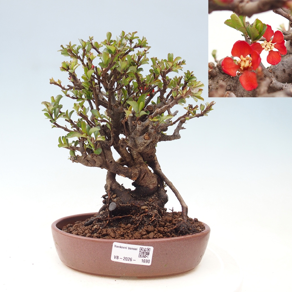 Kültéri bonsai - Chaneomeles speciosa - birs
