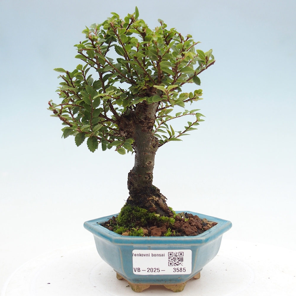 Kültéri bonsai - Ulmus parvifolia Hokkaido - Kínai szil - Ulmus parvifolia Hokkaido