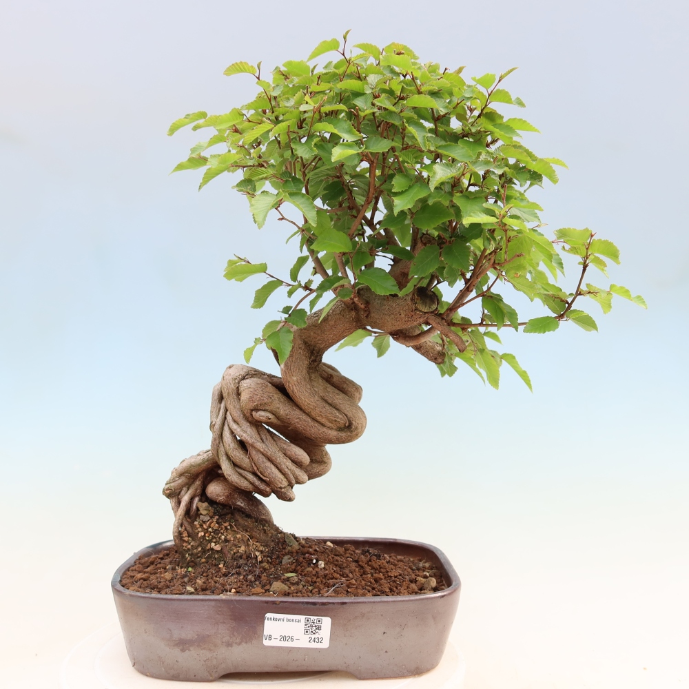 Kültéri bonsai -Carpinus Coreana - Koreai gyertyánfa