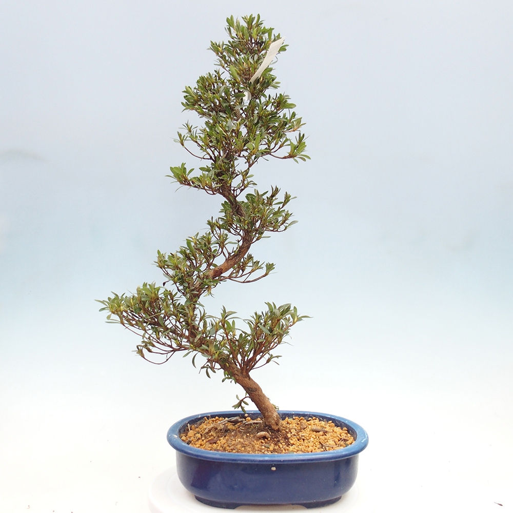 Kültéri bonsai - Japán azálea - Azalea Hakurin