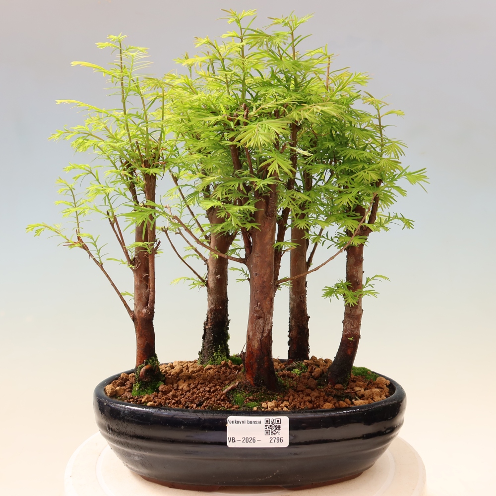 Kültéri bonsai – Metasequoia glyptostroboides – kínai metasequoia – kis erdő