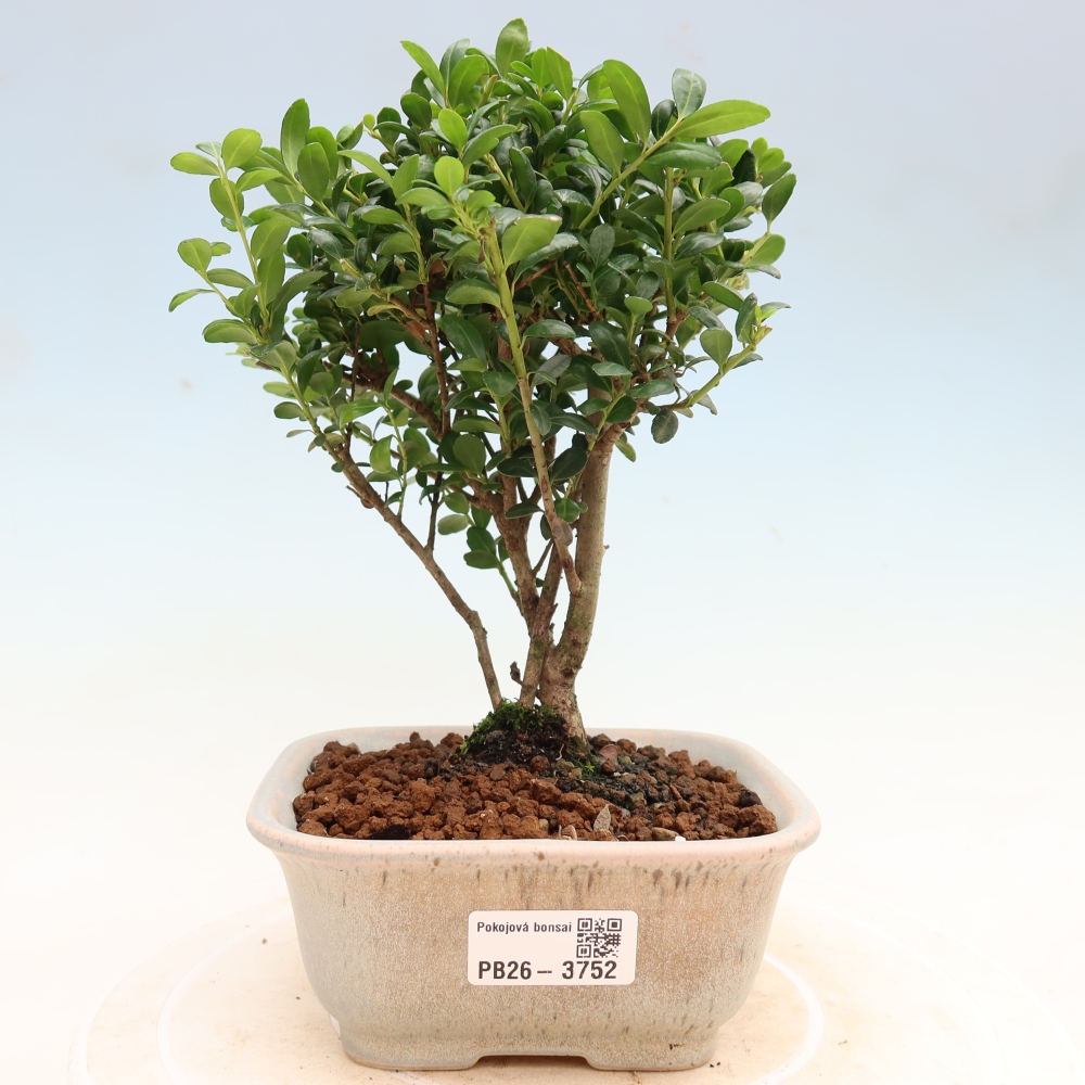 Szobai bonsai - Ilex crenata - Holly