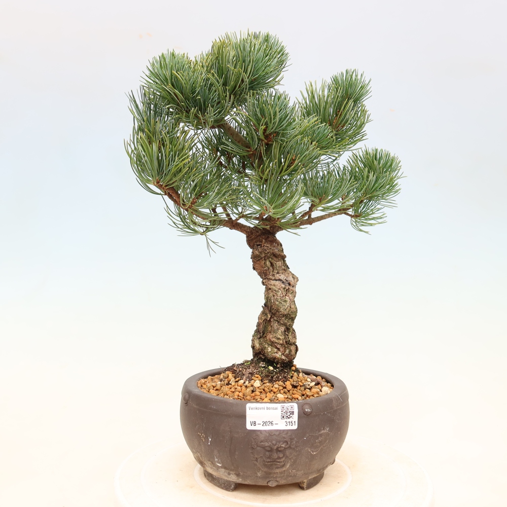 Kültéri bonsai - Pinus parviflora - Pinus parviflora