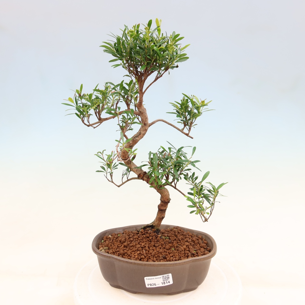 Szobai bonsai - Syzygium - Pimento