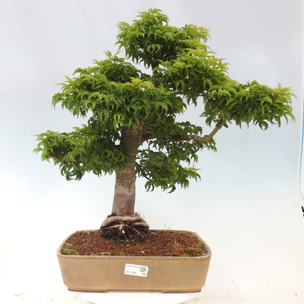 Kültéri bonsai -Javor pálma Acer palmatum Shishigashira