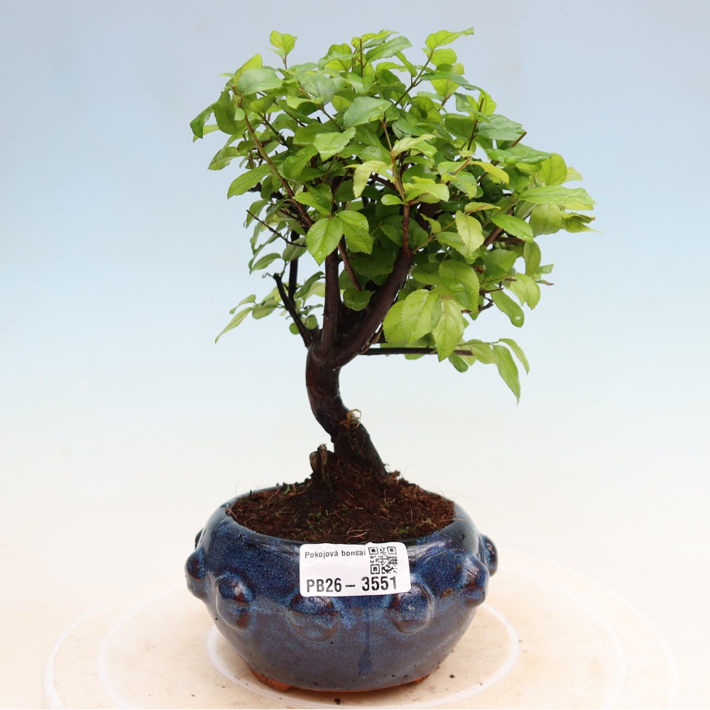 Szobai bonsai - Sageretia thea - Sageretia thea