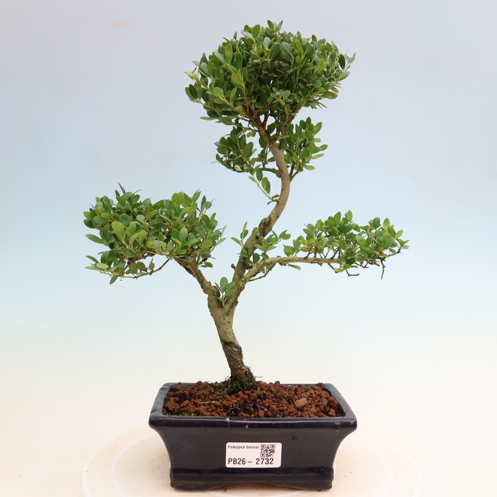 Szobai bonsai - Ilex crenata - Holly