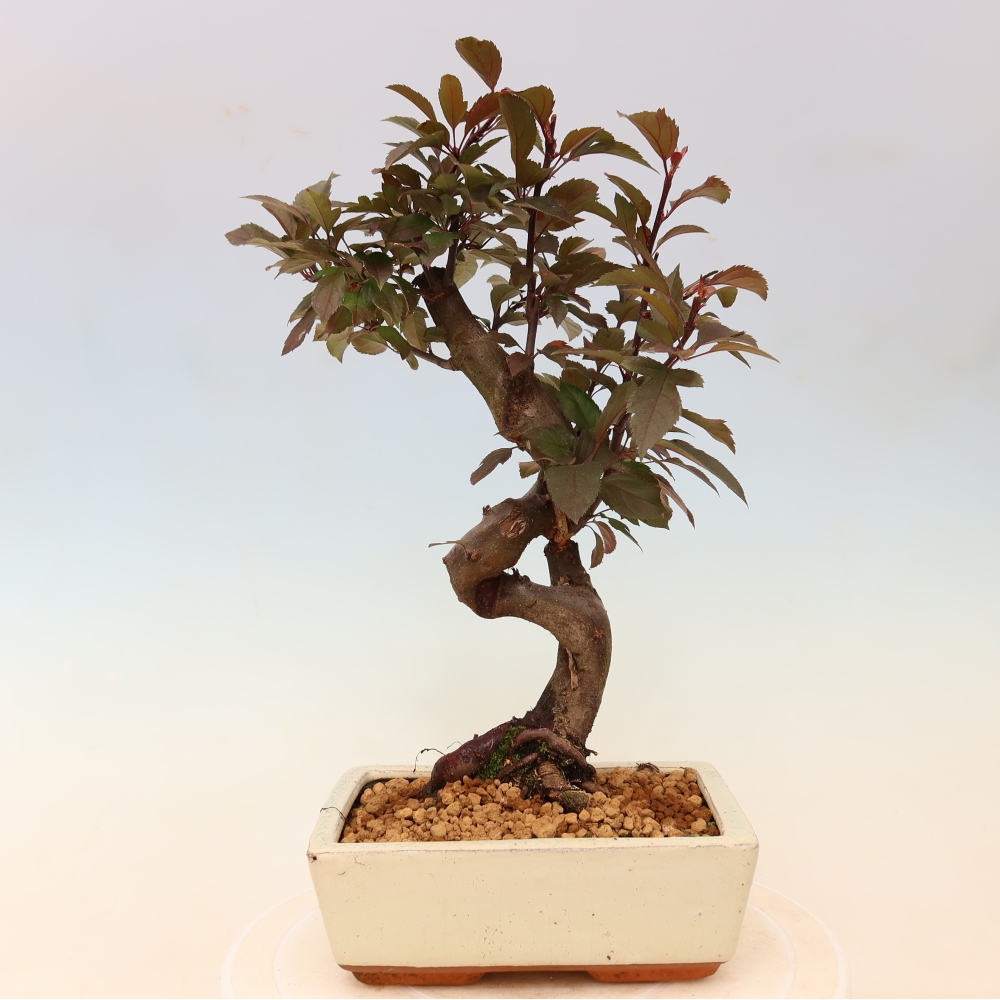 Kültéri bonsai -Malus domestica - Kis gyümölcsű piros levelű almafa