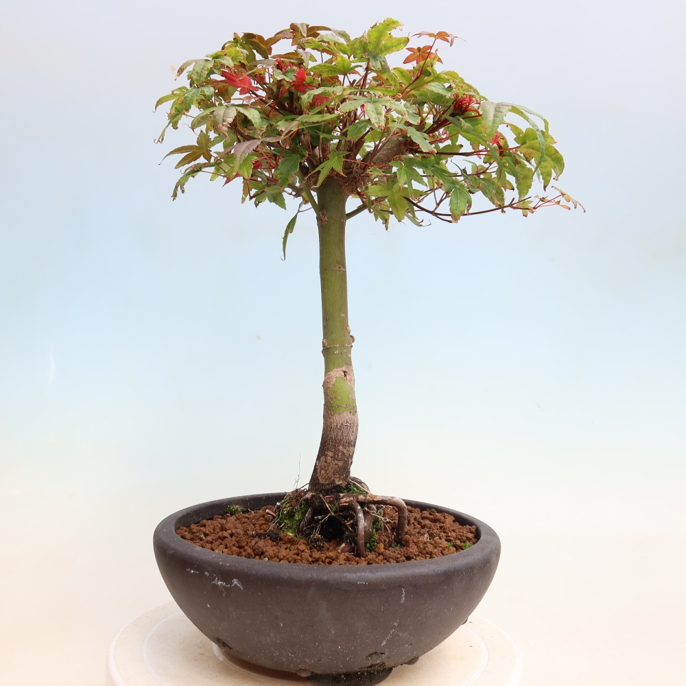 Kültéri bonsai - Acer palmatum DESHOJO