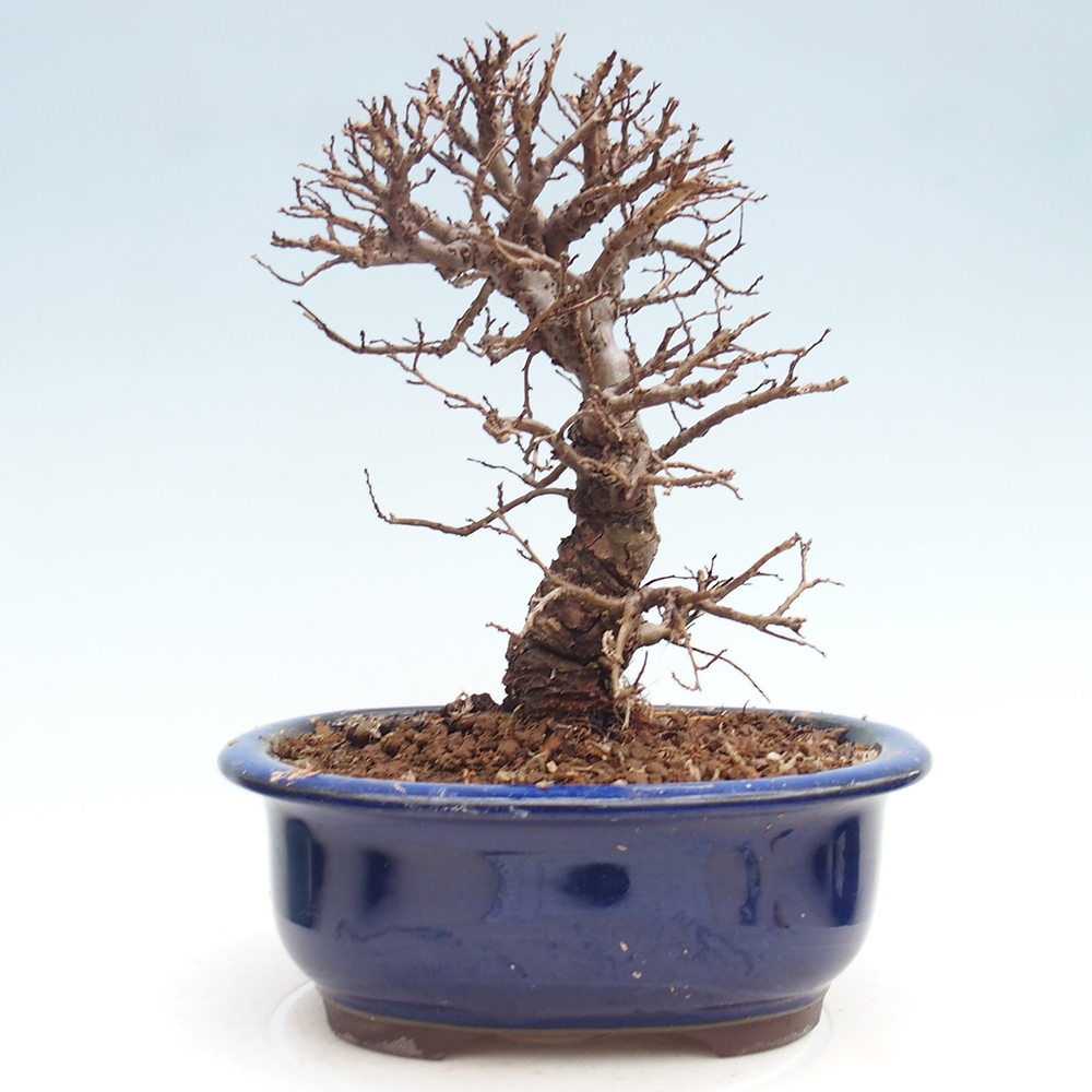Kültéri bonsai - Zelkova - Zelkova NIRE