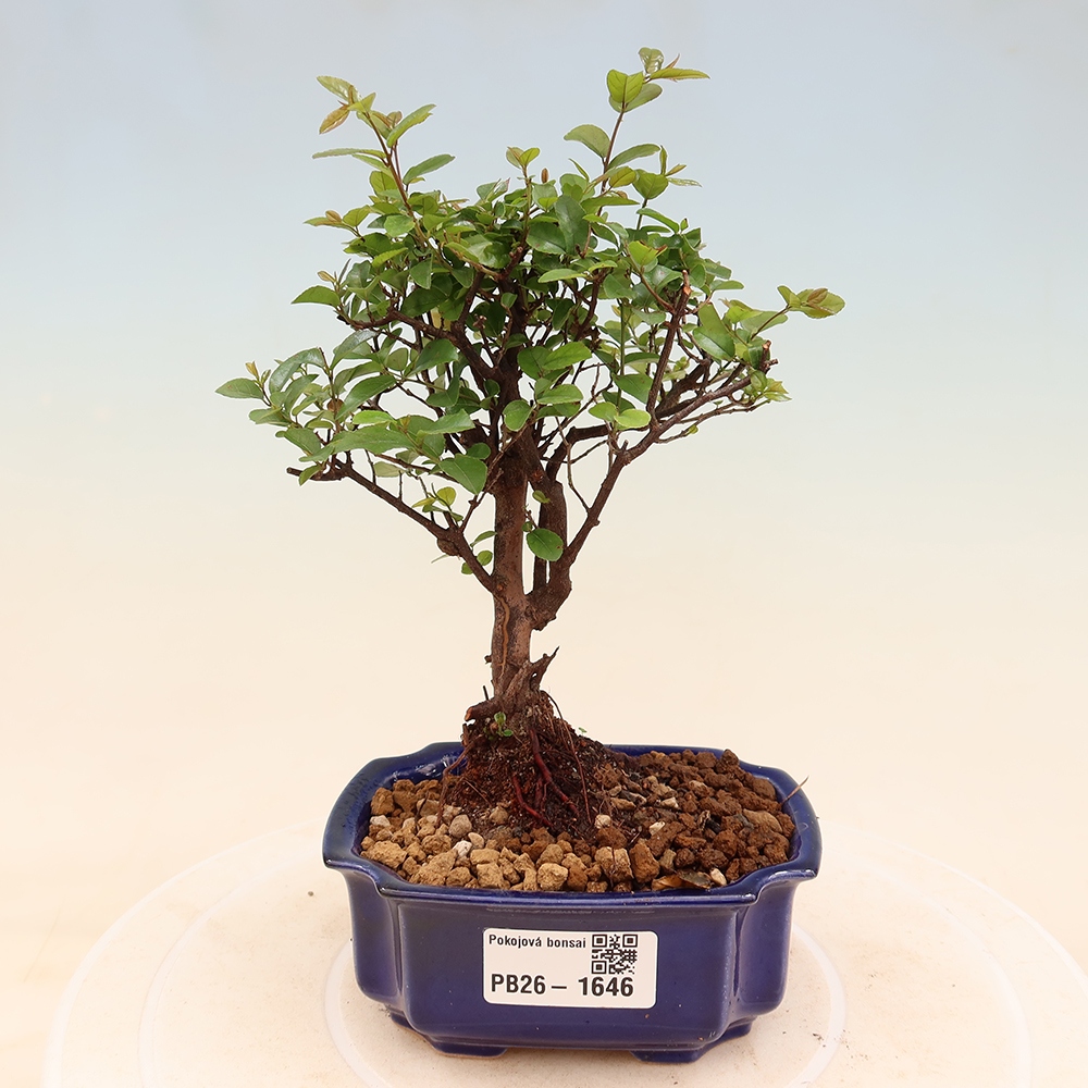 Szobai bonsai - Sageretia thea - Sageretia thea