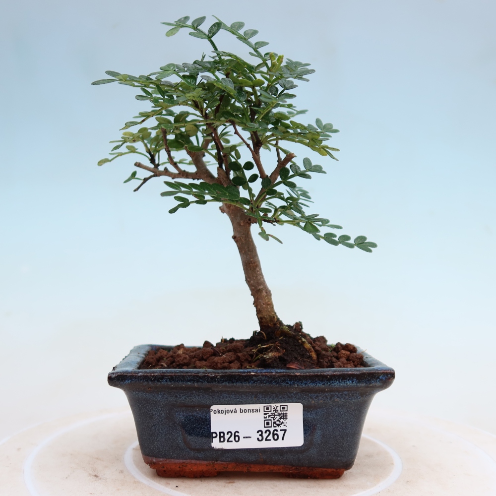 Szobai bonsai - Zantoxylum piperitum - borsfa