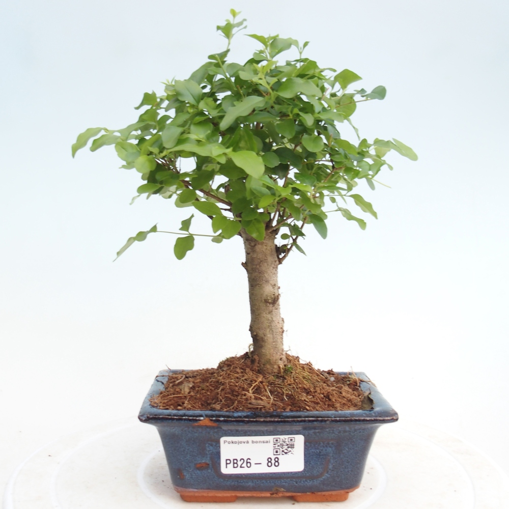 Szobai bonsai -Ligustrum chinensis - Madárcsőr