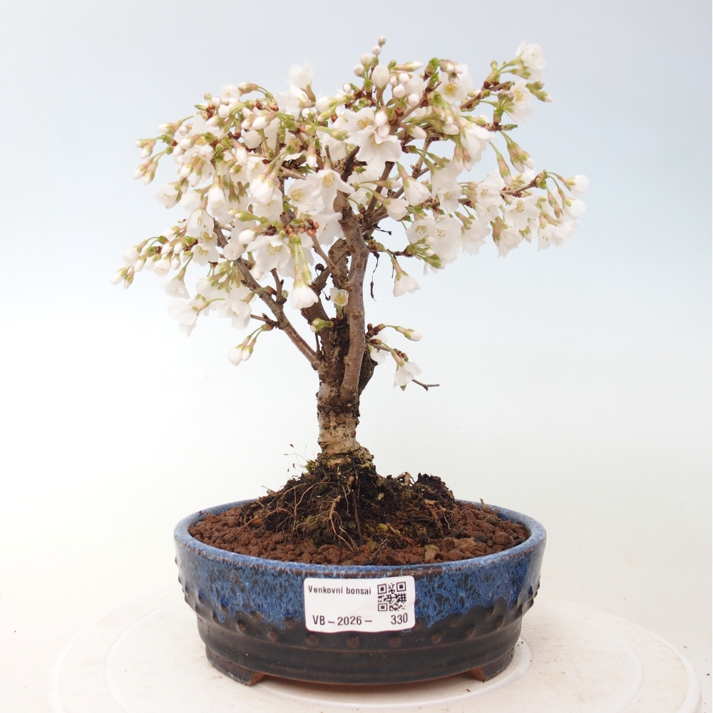 Kültéri bonsai - Prunus incisa Kojou-no mai-Plivon kivágva