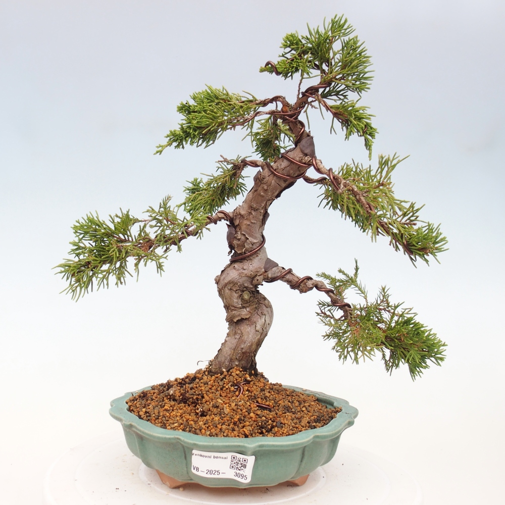 Kültéri bonsai - Juniperus chinensis Itoigawa