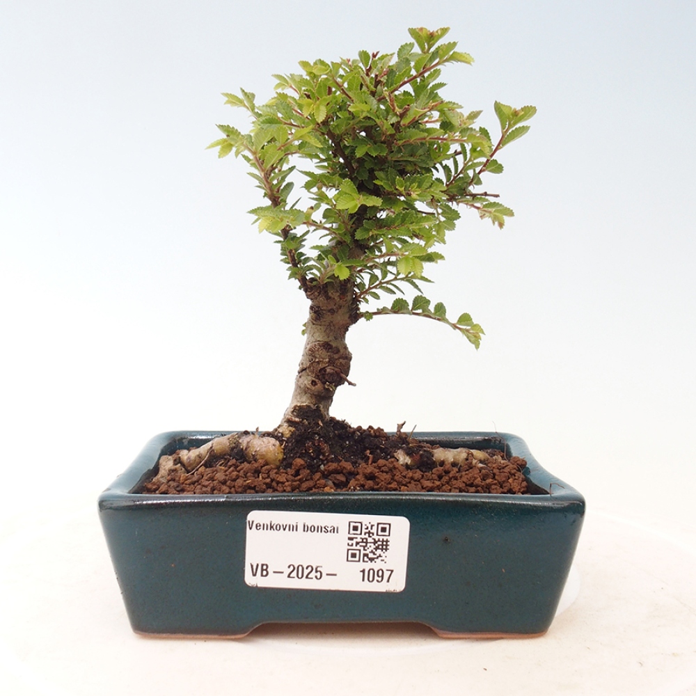 Kültéri bonsai - Ulmus parvifolia Sagei - Kislevelű szilfa