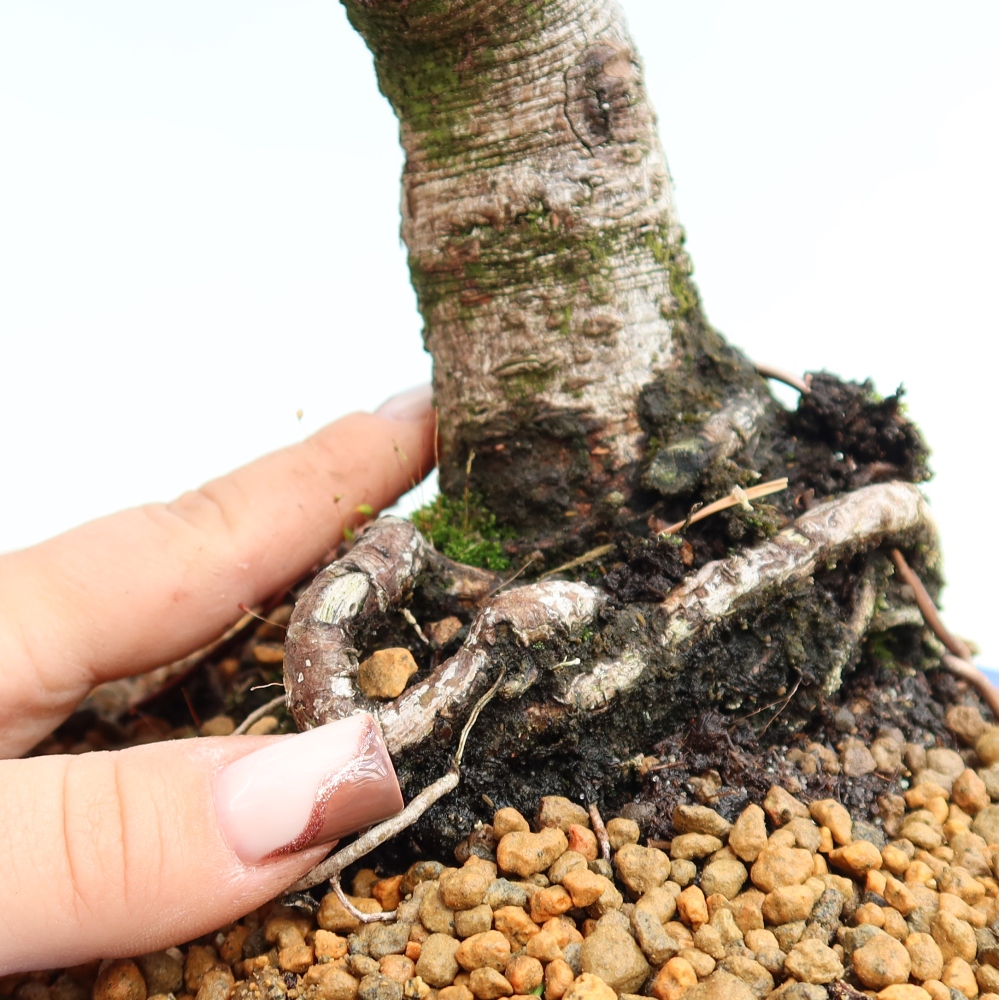 Kültéri bonsai – Pinus mugo Humpy – Törpefenyő