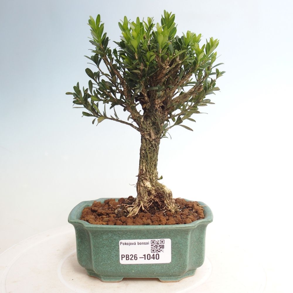 Szobai bonsai - Buxus harlandii - parafa buxus