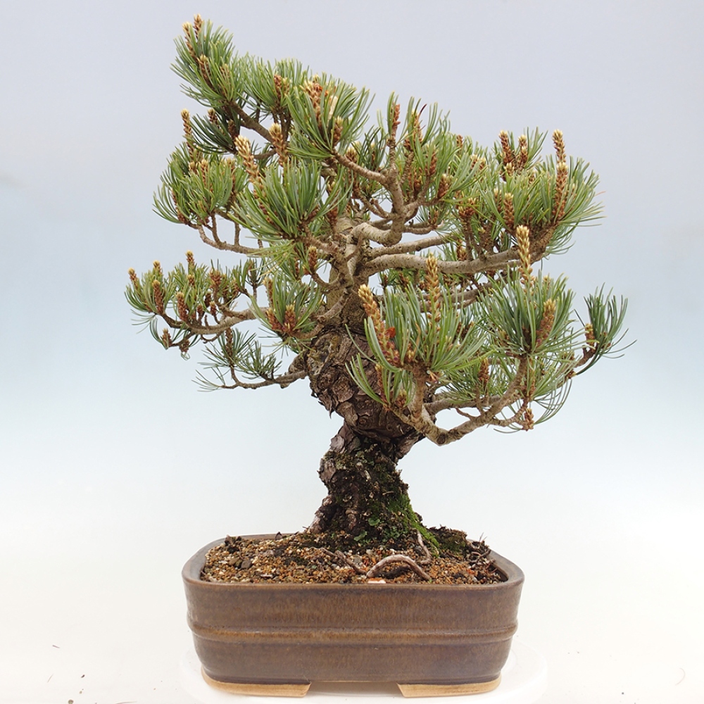 Kültéri bonsai - Pinus parviflora - Pinus parviflora