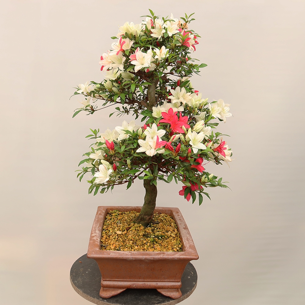 Kültéri bonsai - japán azálea - Azálea CHIHIRO