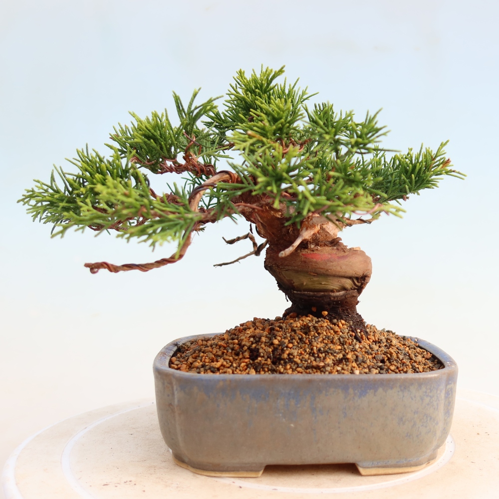 Kültéri bonsai - Juniperus chinensis Itoigawa