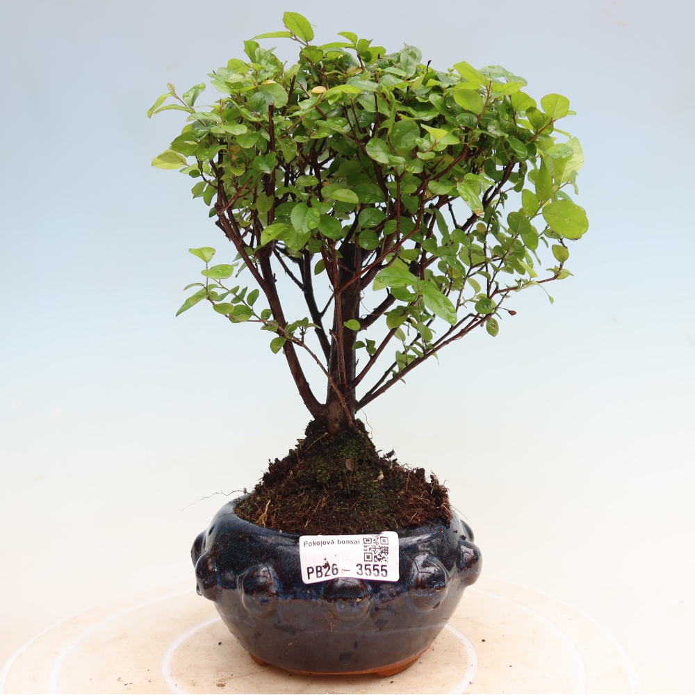 Szobai bonsai - Sageretia thea - Sageretia thea