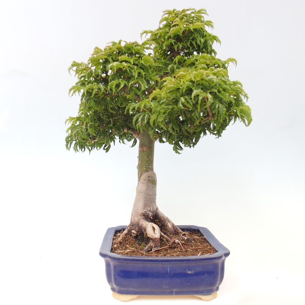 Kültéri bonsai -Javor pálma Acer palmatum Shishigashira