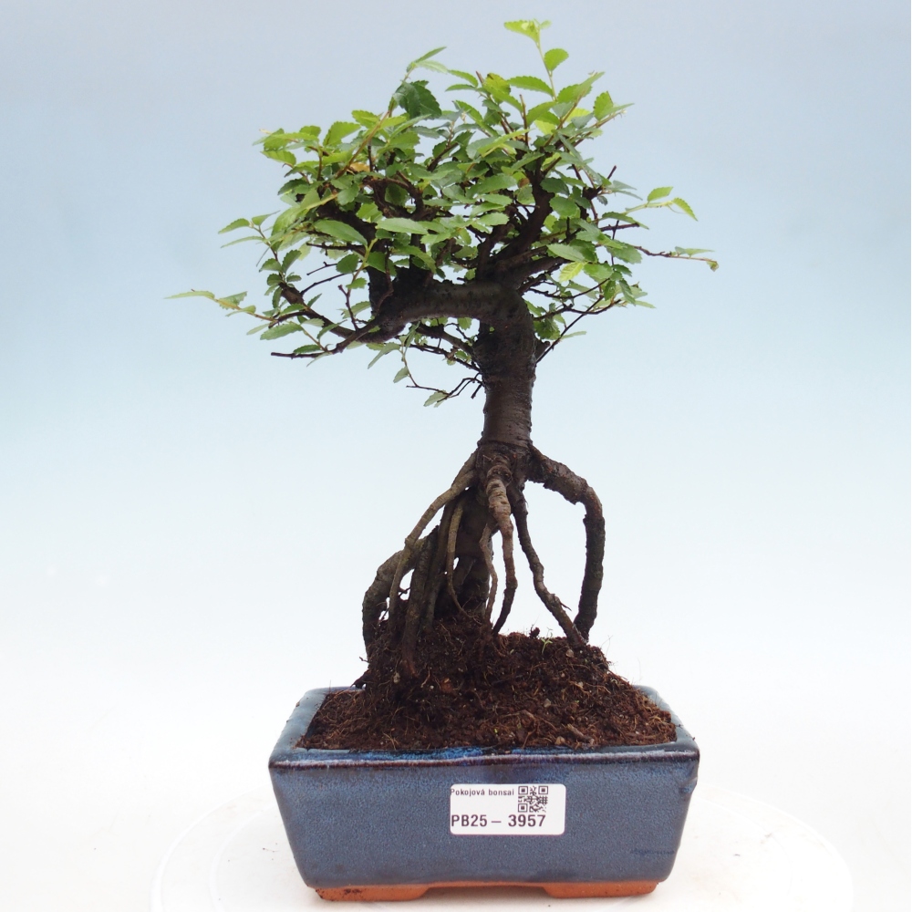 Szobai bonsai - Ulmus parvifolia - Kislevelű szilfa