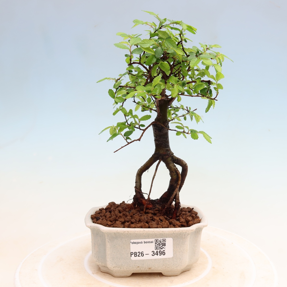 Szobai bonsai - Ulmus parvifolia - Kislevelű szilfa