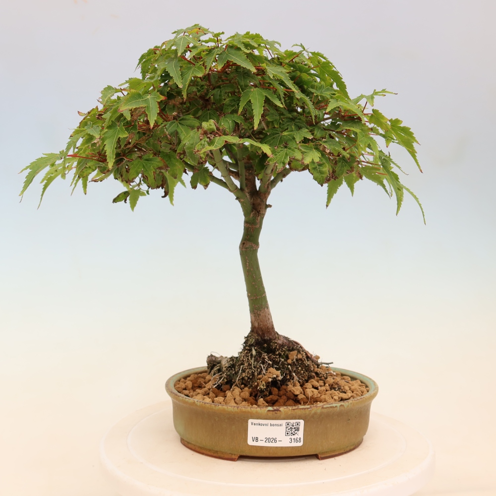 Acer palmatum KIOHIME - Pálma juhar