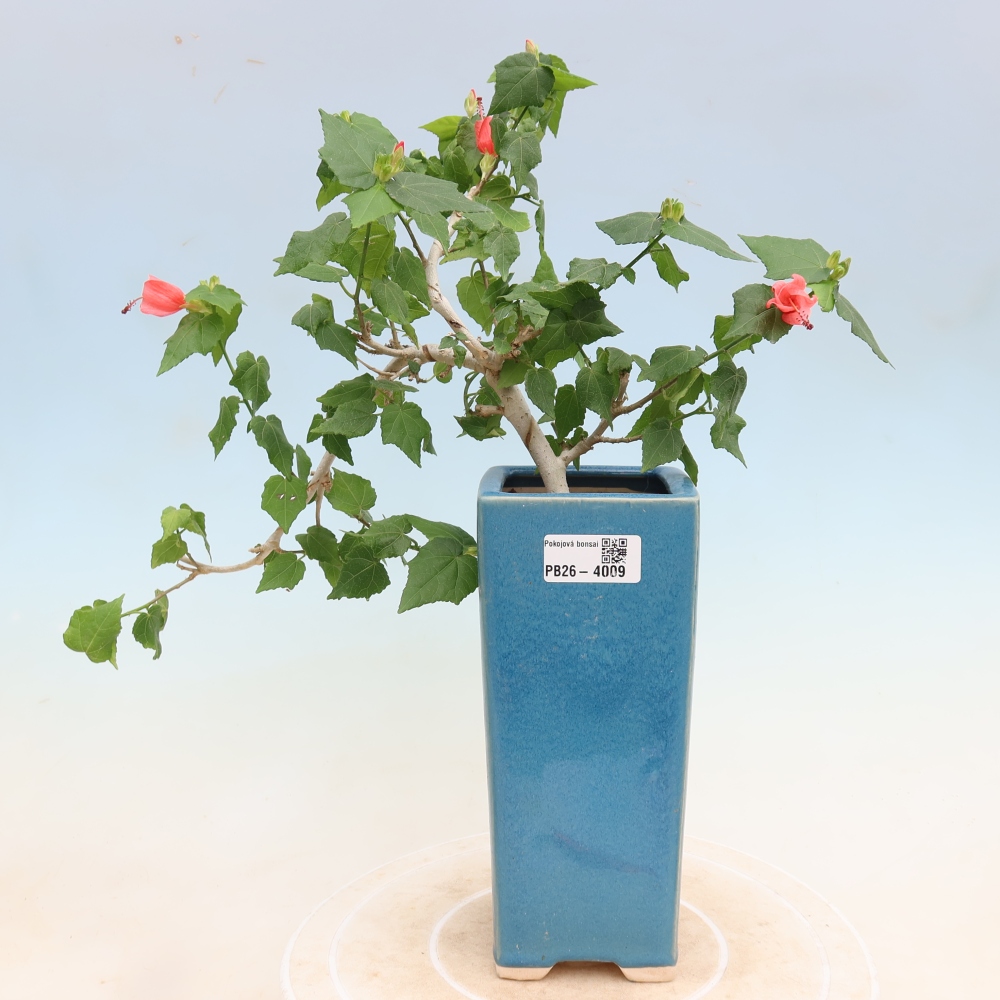 Beltéri bonsai - Malvaviscus arboreus