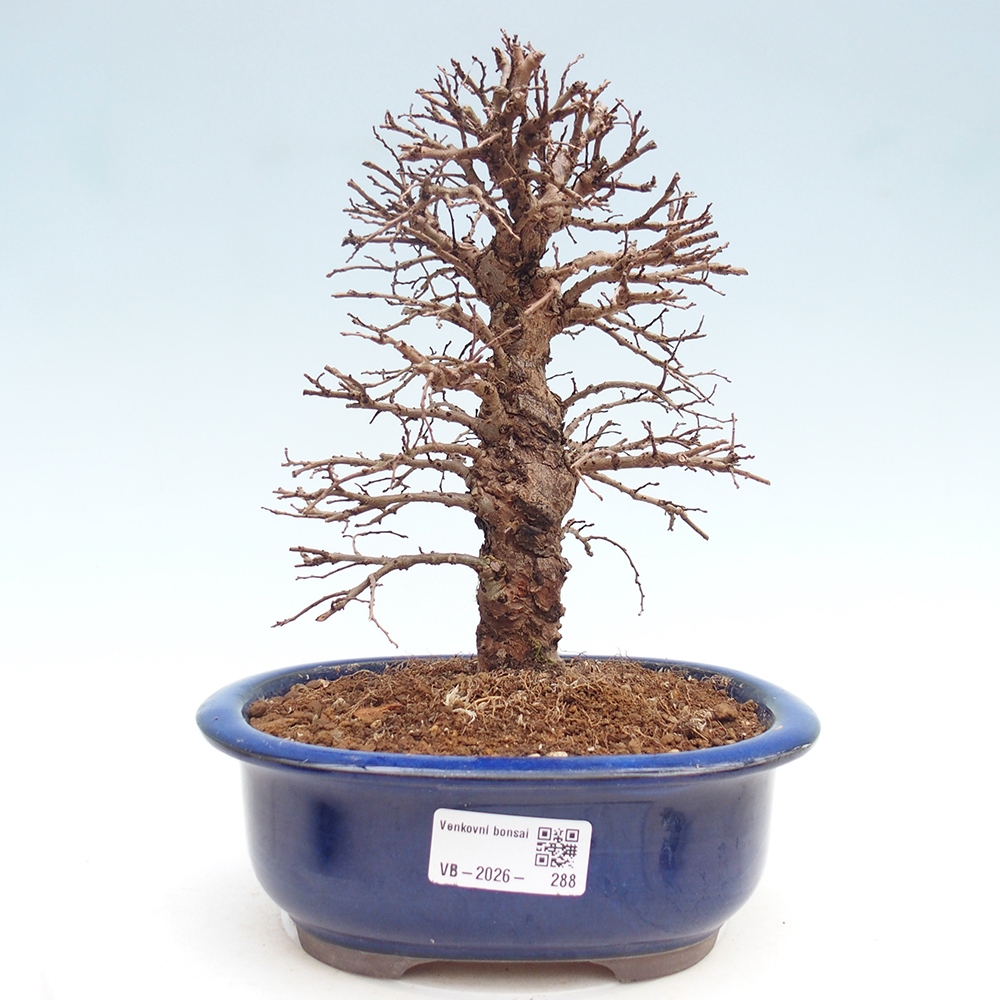 Kültéri bonsai - Zelkova - Zelkova NIRE