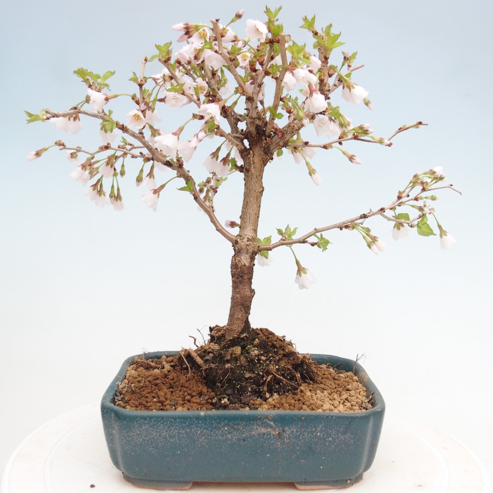 Kültéri bonsai - Prunus incisa Kojou-no mai-Plivon kivágva