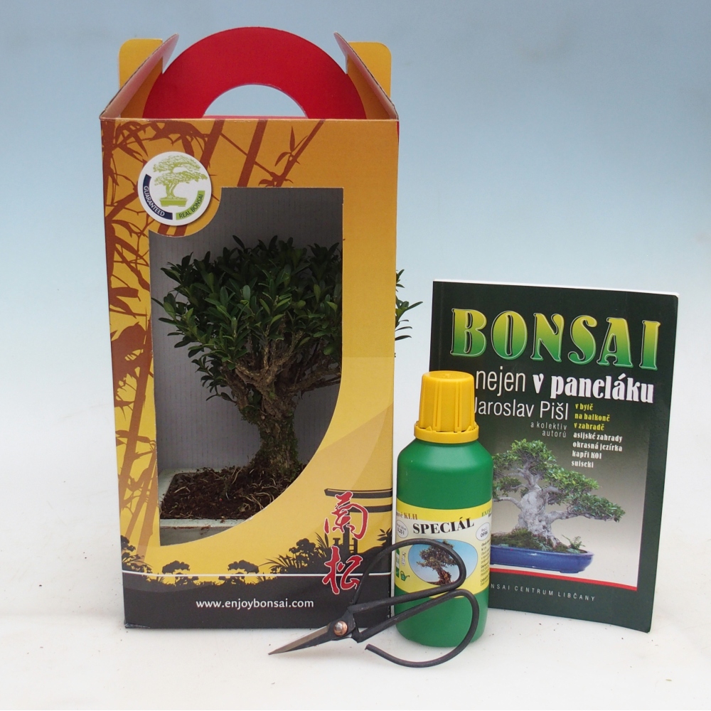Szobai bonsai ajándékdobozban Buxus harlandii - parafa buxus