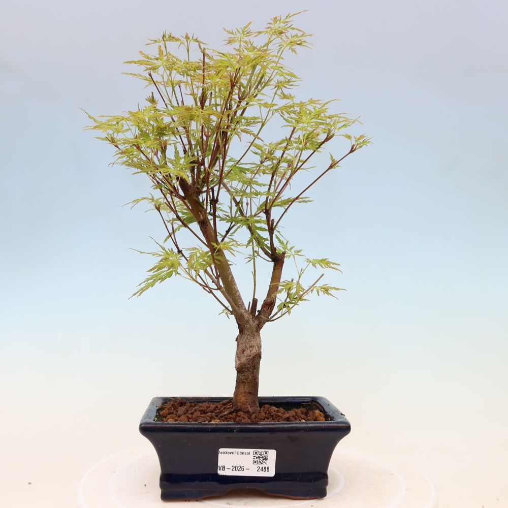 Kültéri bonsai - Acer palmatum Dissectum