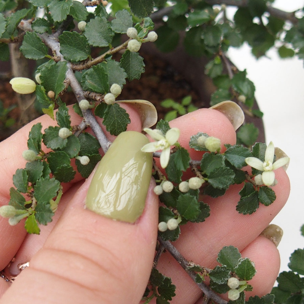 Szobai bonsai - Grewia sp. - Grewia malafolia
