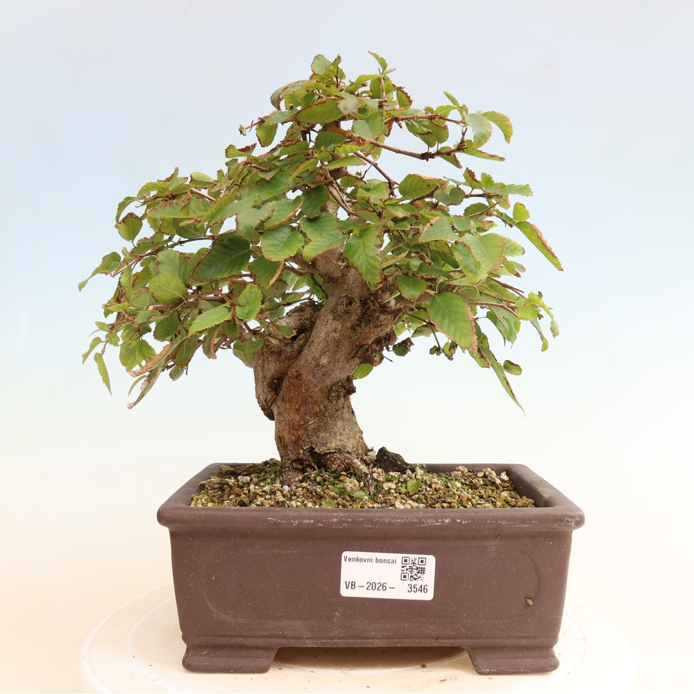 Kültéri bonsai -Carpinus CARPINOIDES - Koreai gyertyánfa