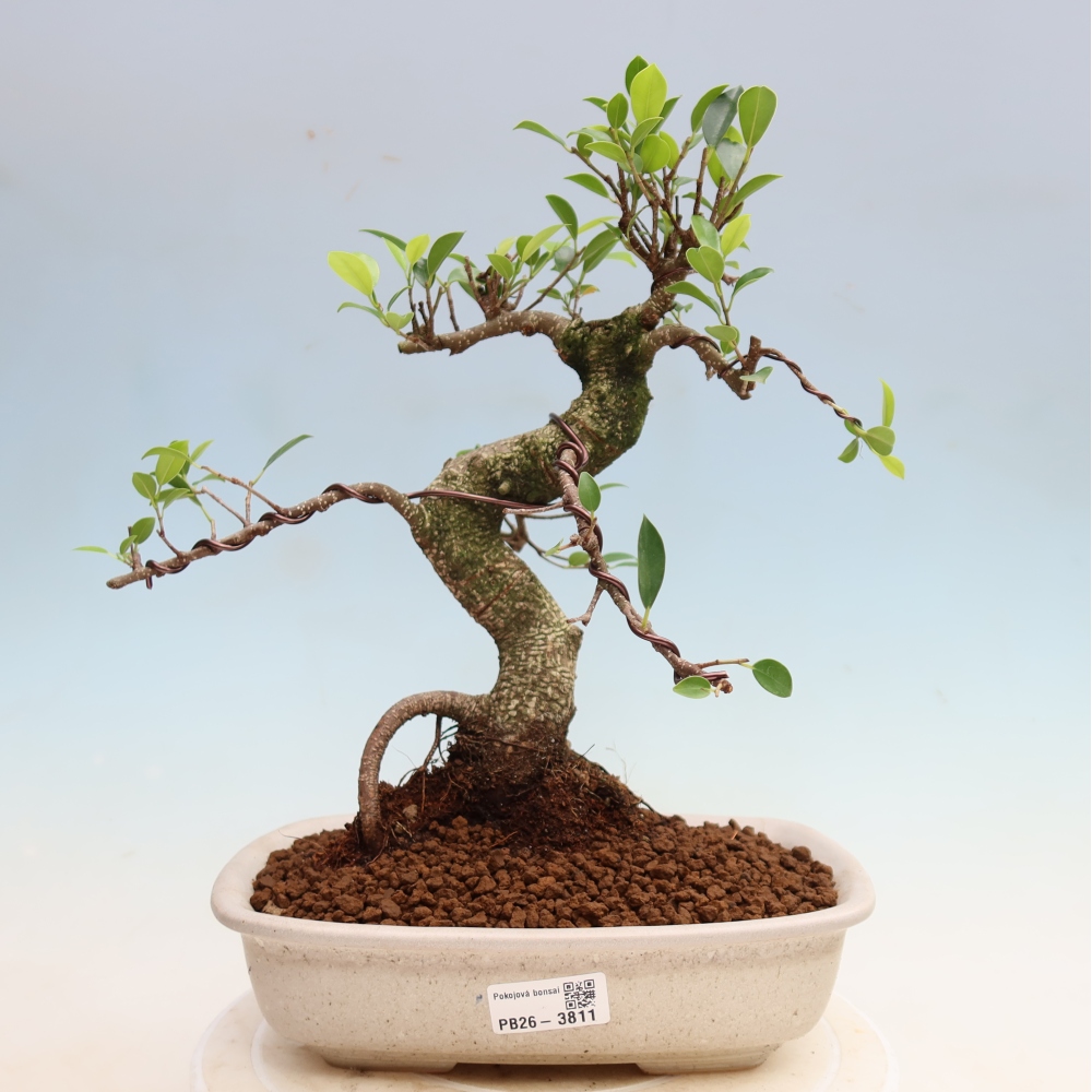 Szobai bonsai - Ficus kimmen - kislevelű fikusz