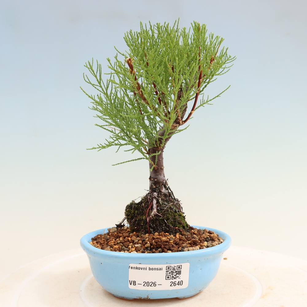 Kültéri bonsai - Tamariszkusz - Tamarix