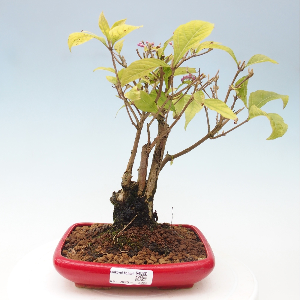 Kültéri bonsai - Callicarpa japonica